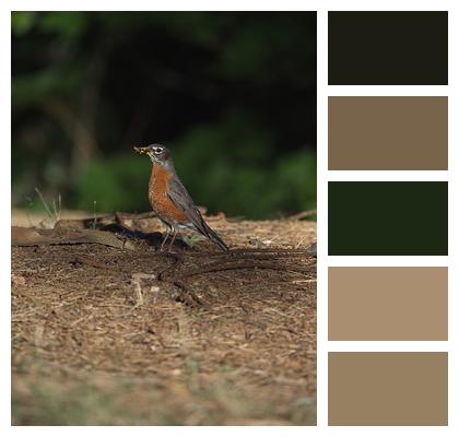 Animal Bird American Robin Image